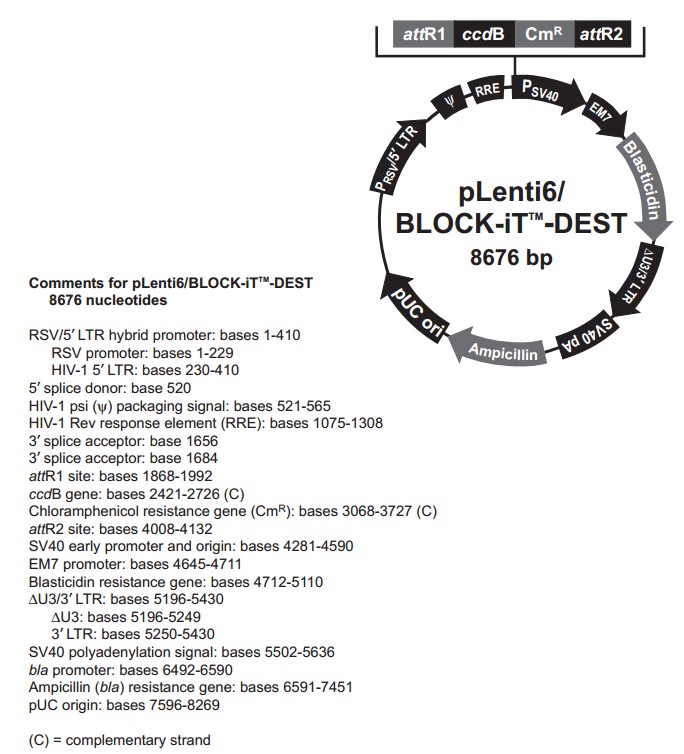 pLenti6-BLOCK-iT -DEST载体图谱