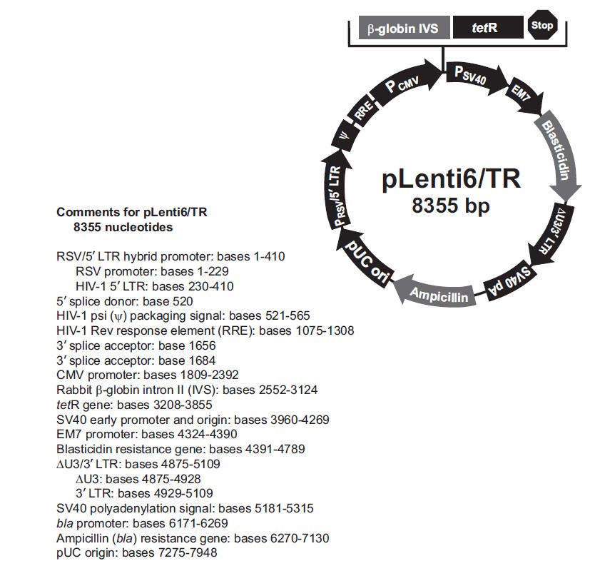 pLenti6/TR载体图谱