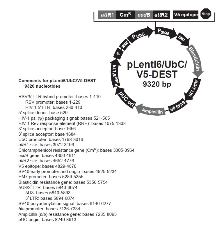 pLenti6-UbC-V5-DEST载体图谱