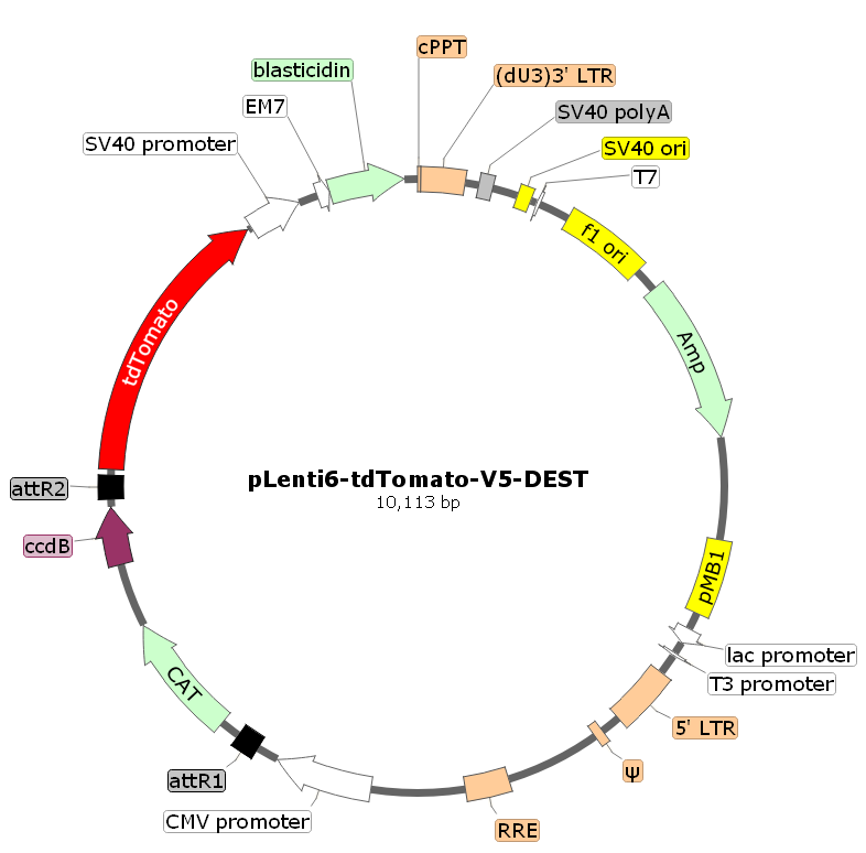 pLenti6-tdTomato-V5-DEST载体图谱