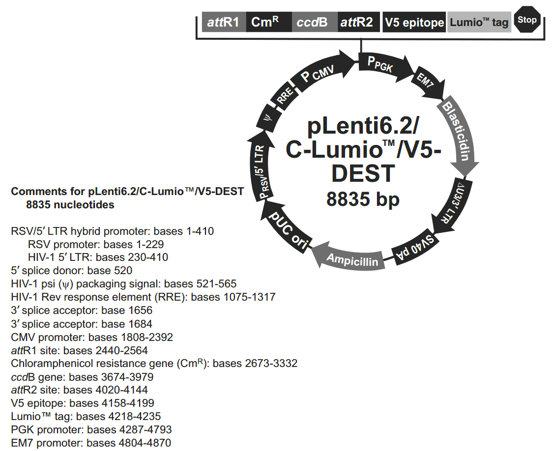 pLenti6.2-C-Lumio-V5-DEST 載體圖譜