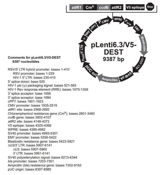 pLenti6.3-V5-DEST载体图谱