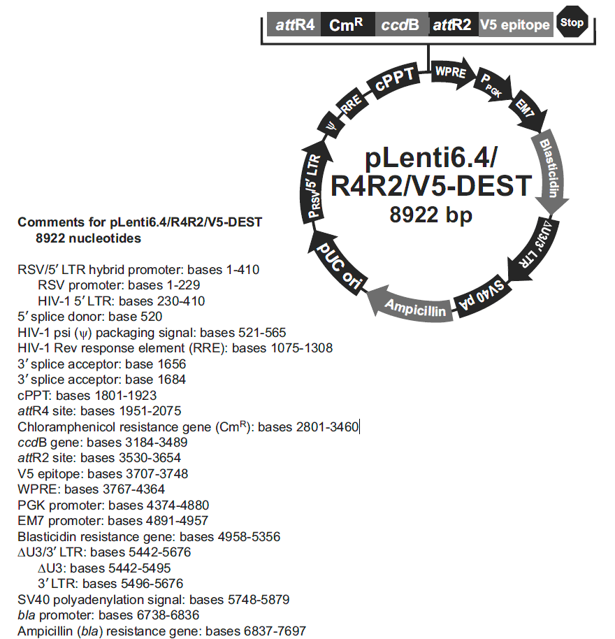 pLenti6.4-R4R2-V5-DEST载体图谱