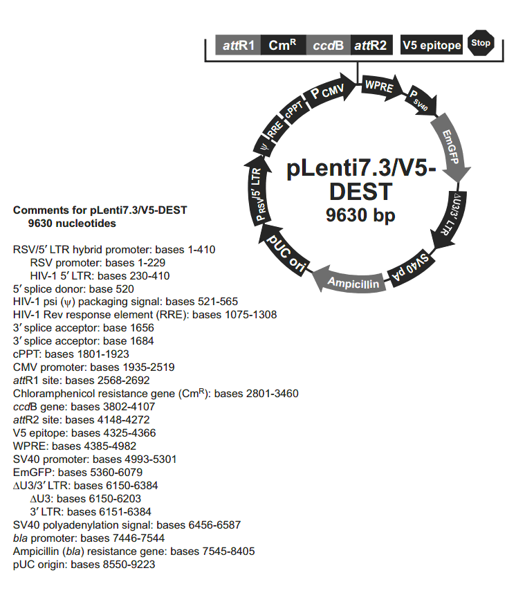 pLenti7.3-V5-DEST载体图谱