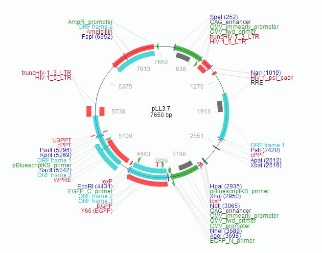 pLentilox 3.7载体图谱2