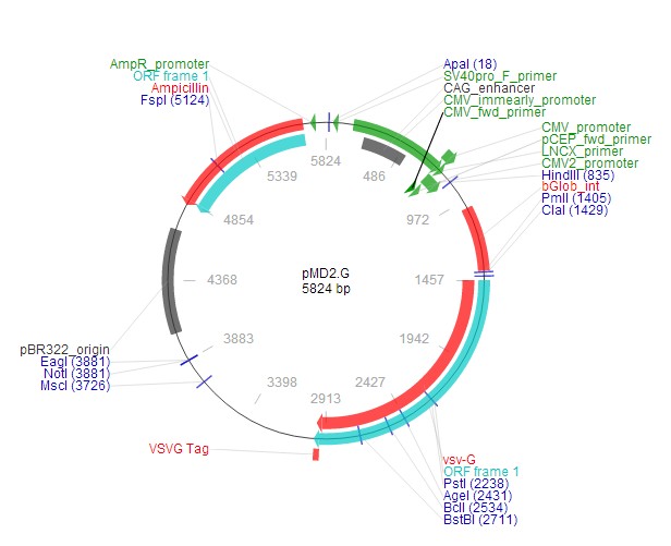 pMD2.G载体图谱