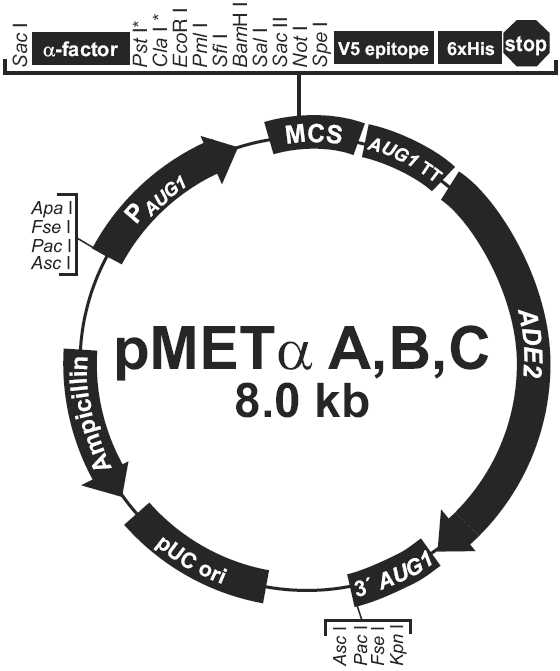 pMETalpha B载体图谱