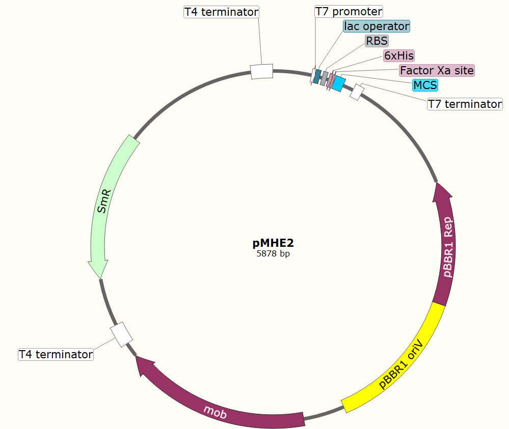pMHE2载体图谱