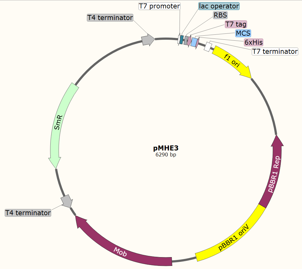 pMHE3载体图谱
