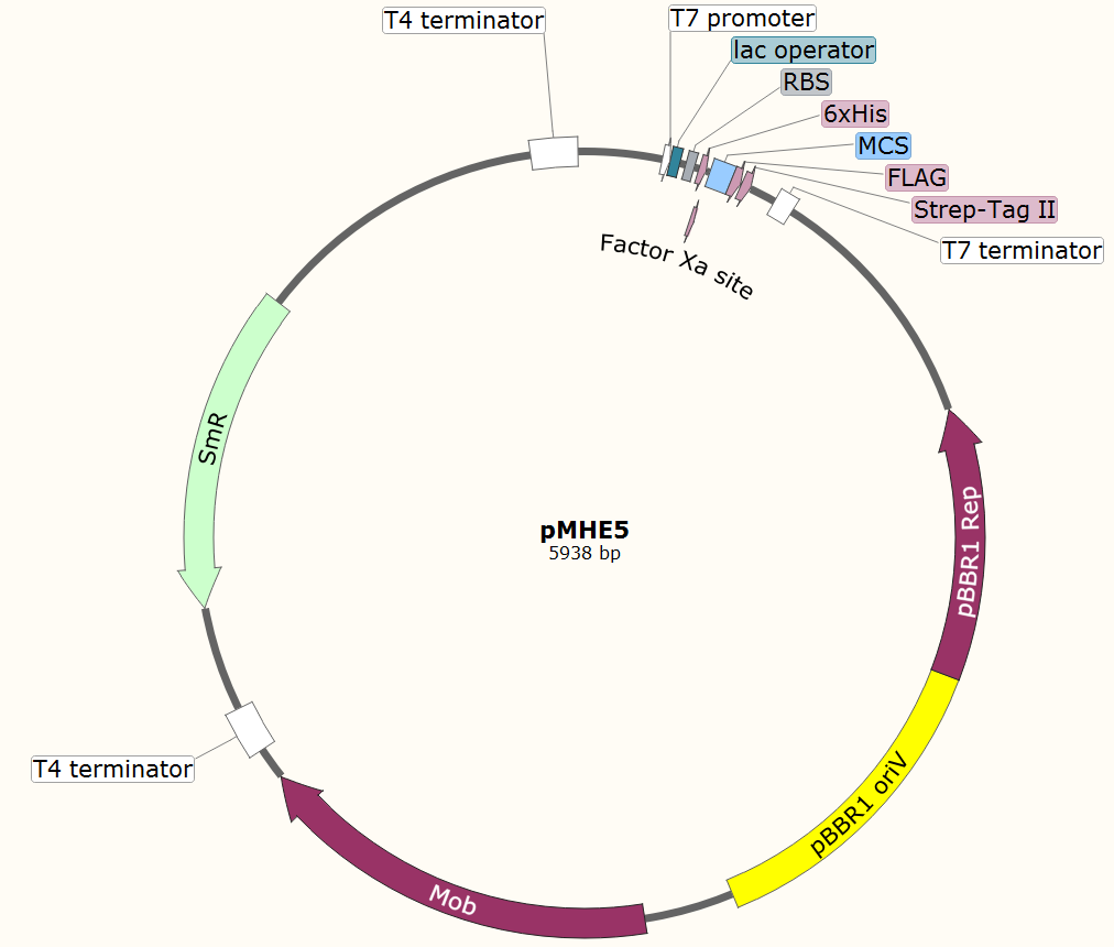 pMHE5载体图谱
