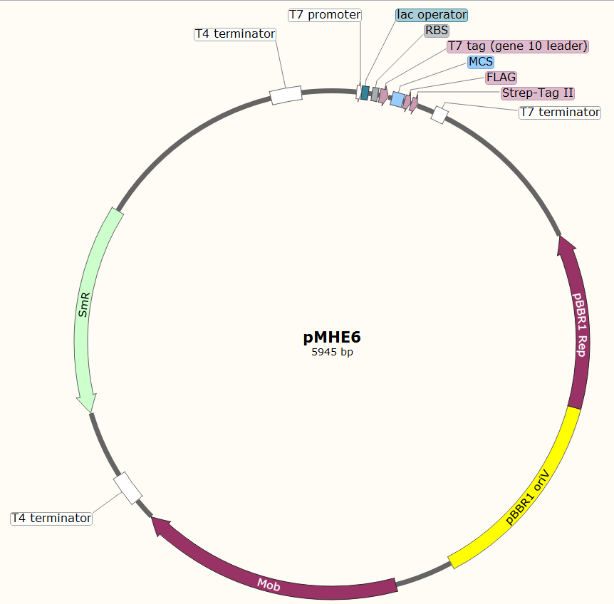 pMHE6载体图谱
