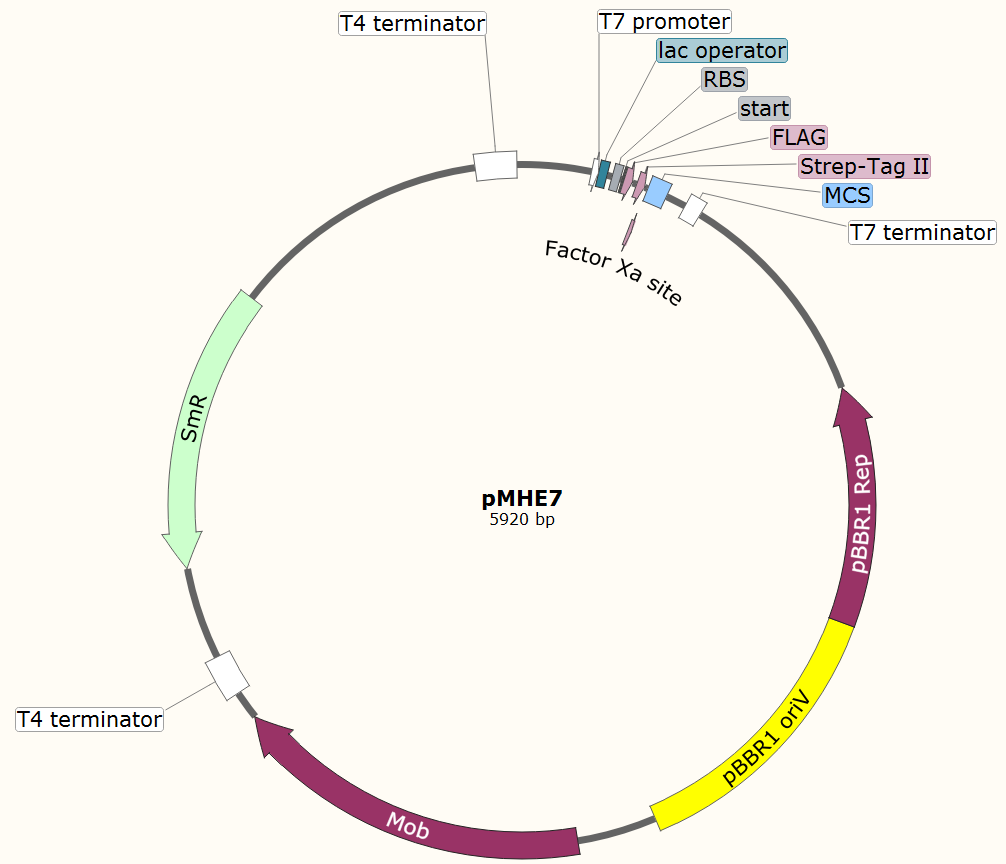 pMHE7载体图谱