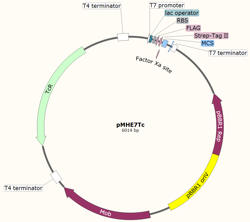 pMHE7Tc载体图谱