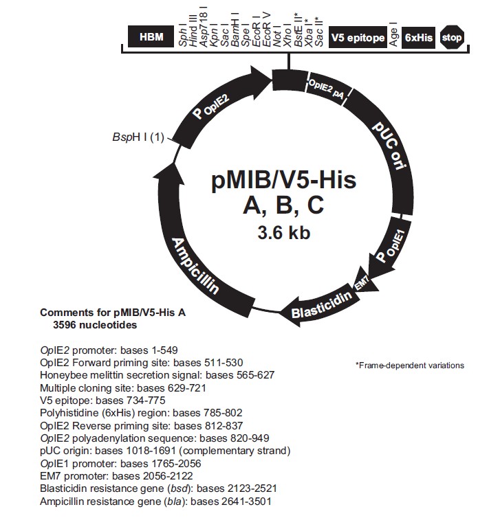 pMIB/V5-His B载体图谱