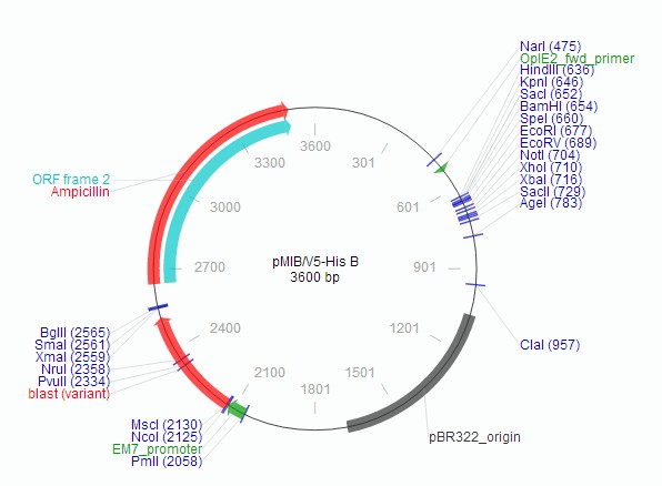 pMIB/V5-His B载体特征