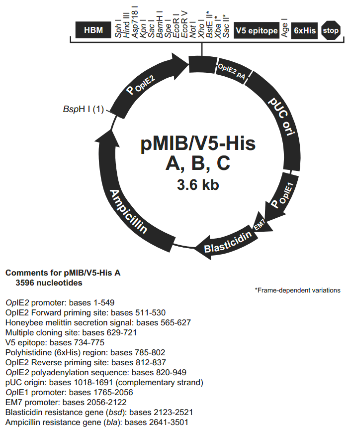pMIB-V5-His A载体图谱