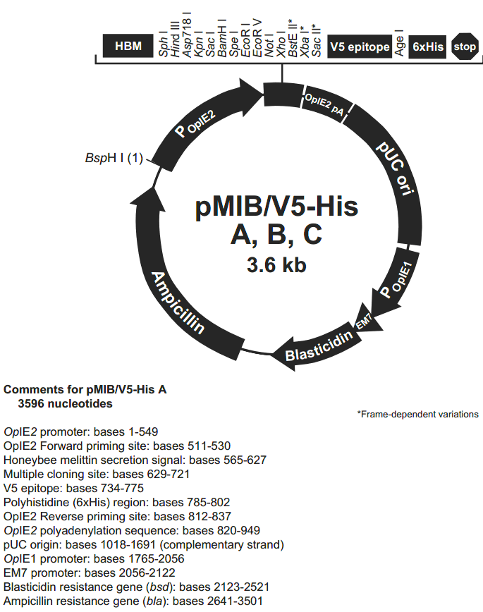 pMIB-V5-His C载体图谱