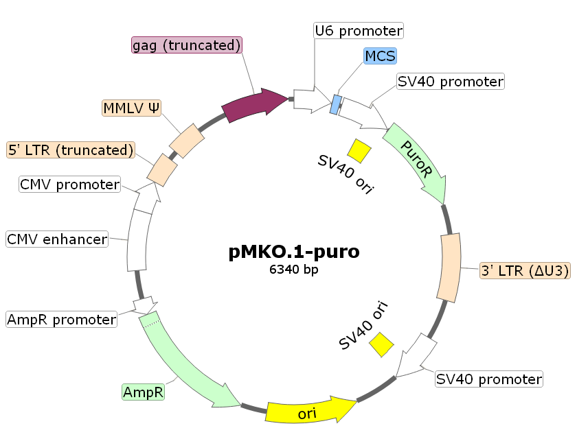 pMKO.1-puro载体图谱