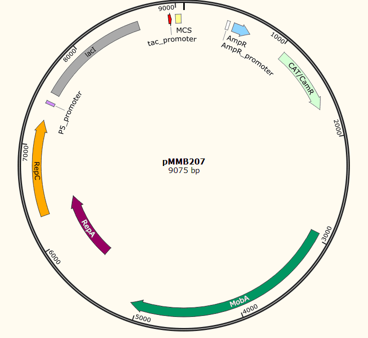 pMMB207载体图谱