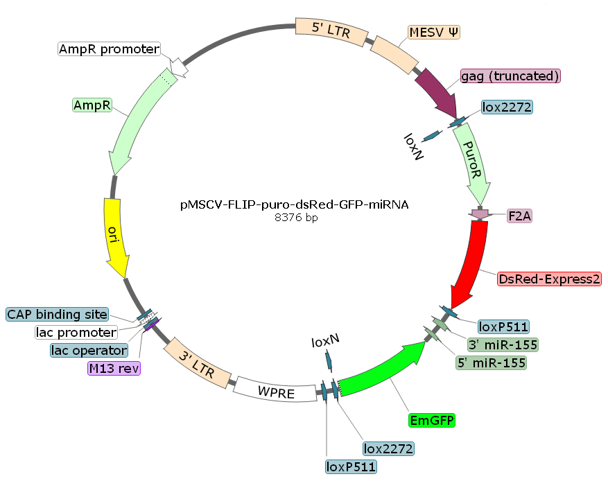 pMSCV-FLIP-puro-dsRed-GFP-miRNA載體圖譜