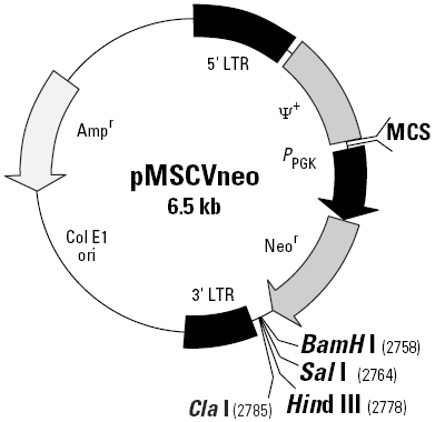 pMSCVneo载体图谱