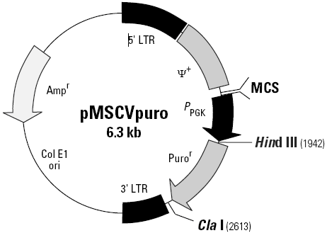 pMSCVpuro载体图谱