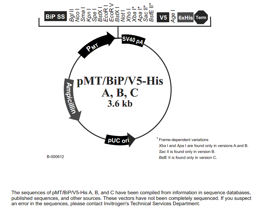 pMT-BiP-V5-HisA 载体图谱