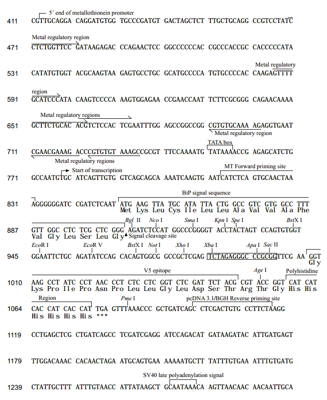 pMT-BiP-V5-HisB 多克隆位点