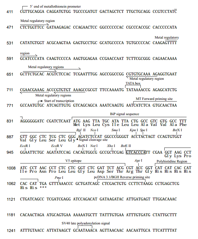 pMT-BiP-V5-HisC 多克隆位点