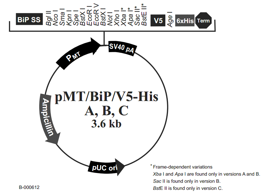 pMT-BiP-V5-HisC载体图谱