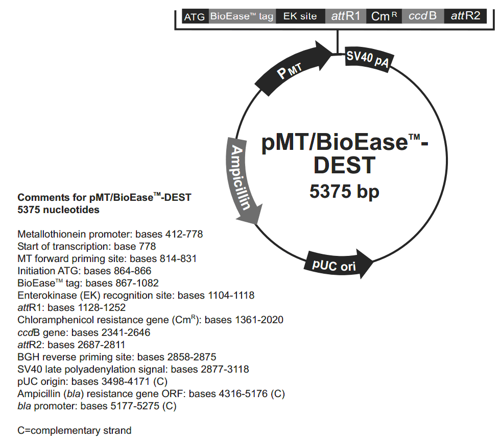 pMT-BioEase-DEST 载体图谱