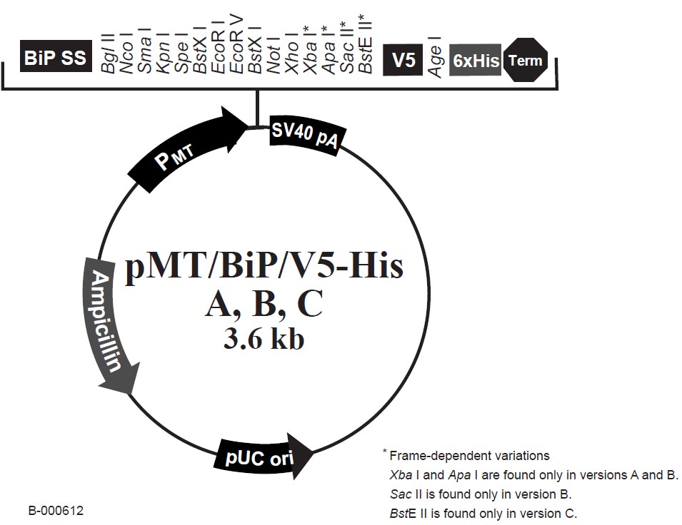 pMT-Bip-V5-HisA载体图谱