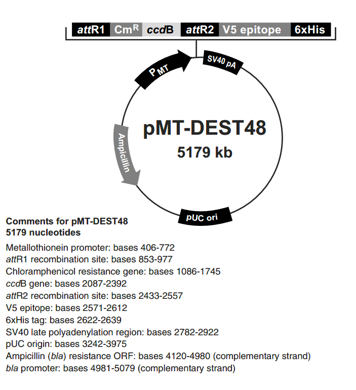 pMT-DEST48载体图谱