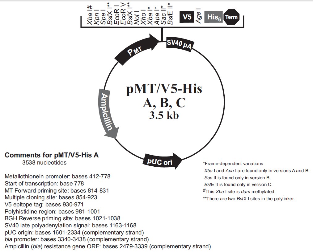 pMT-V5-His A载体图谱