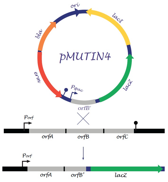 pMUTIN4载体图谱