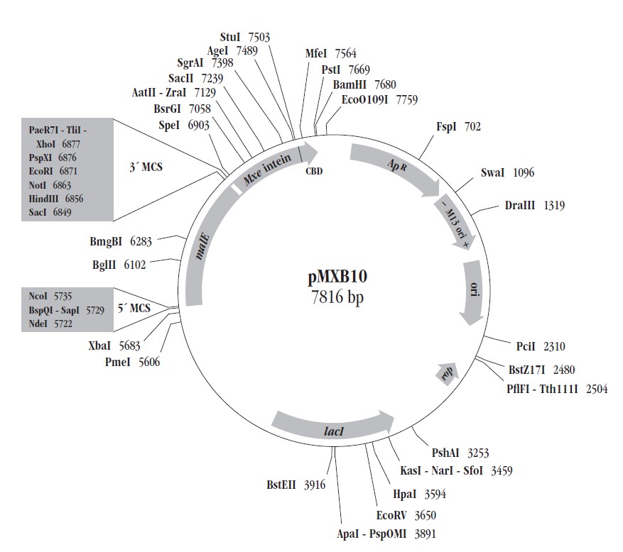 pMXB10载体图谱