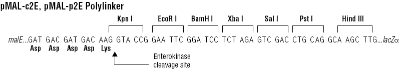 pMal-c2E多克隆位点