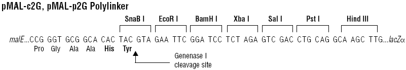 pMal-c2G多克隆位点