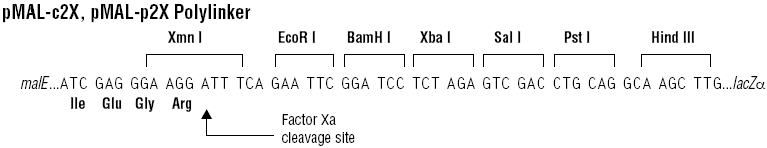 pMal-c2X多克隆位点