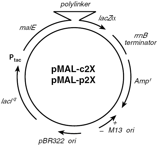 pMal-c2E载体图谱
