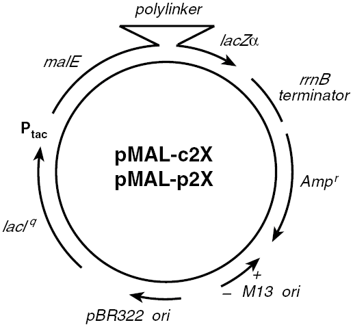 pMal-p2X載體圖譜