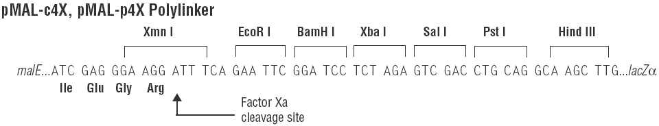 pMal-c4X多克隆位点