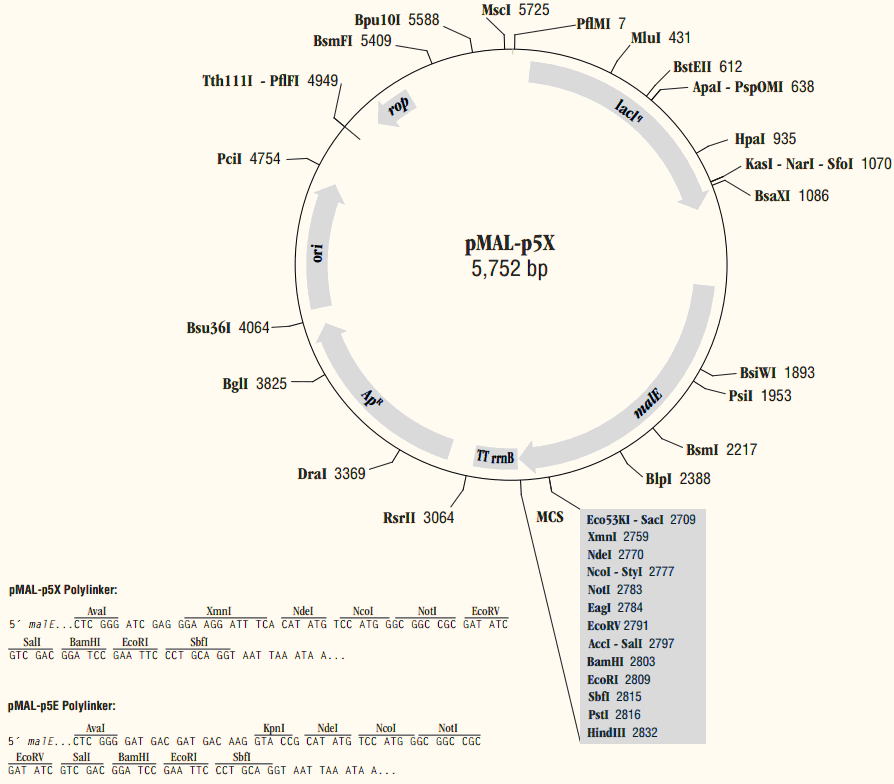 pMal-p5e载体图谱