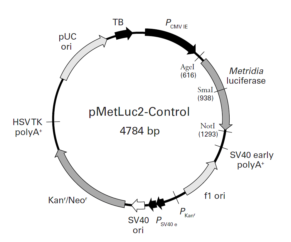 pMetLuc2-Control载体图谱