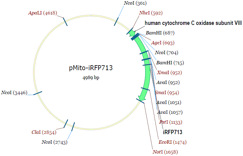 pMito-iRFP713质粒图谱