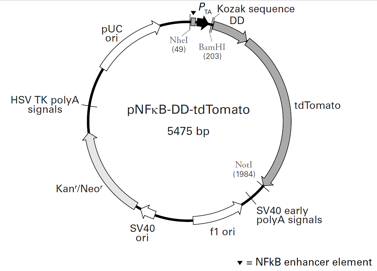 pNFkB-DD-tdTomato载体图谱