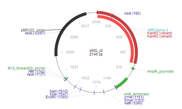 pNG_v2载体图谱