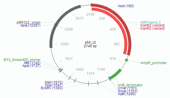 pNI v2载体图谱