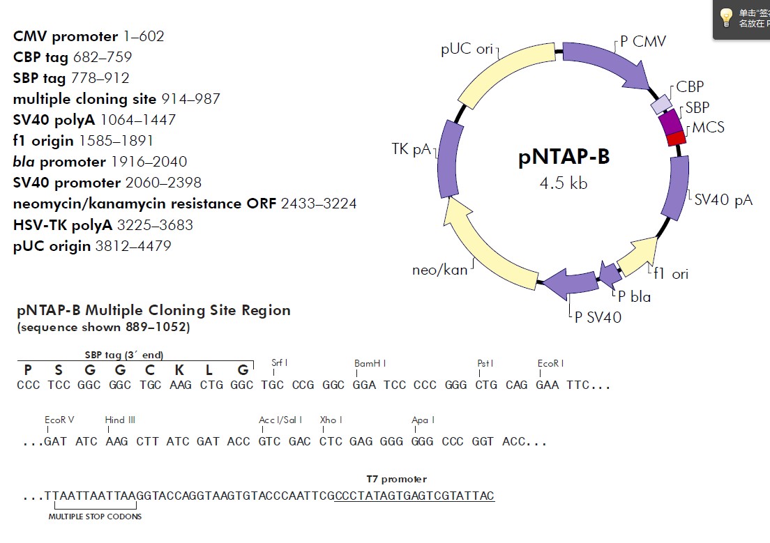 pNTAP-B载体图谱