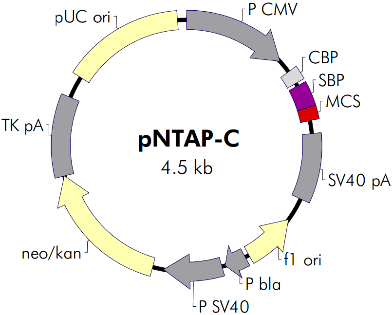 pNTAP-C载体图谱
